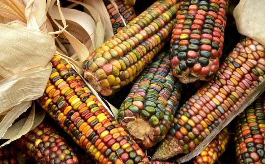 Декоративна кукуруза Декоративна кукуруза