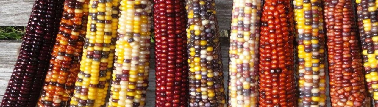 Що таке декоративна кукурудза?