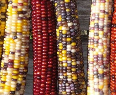 Що таке декоративна кукурудза?