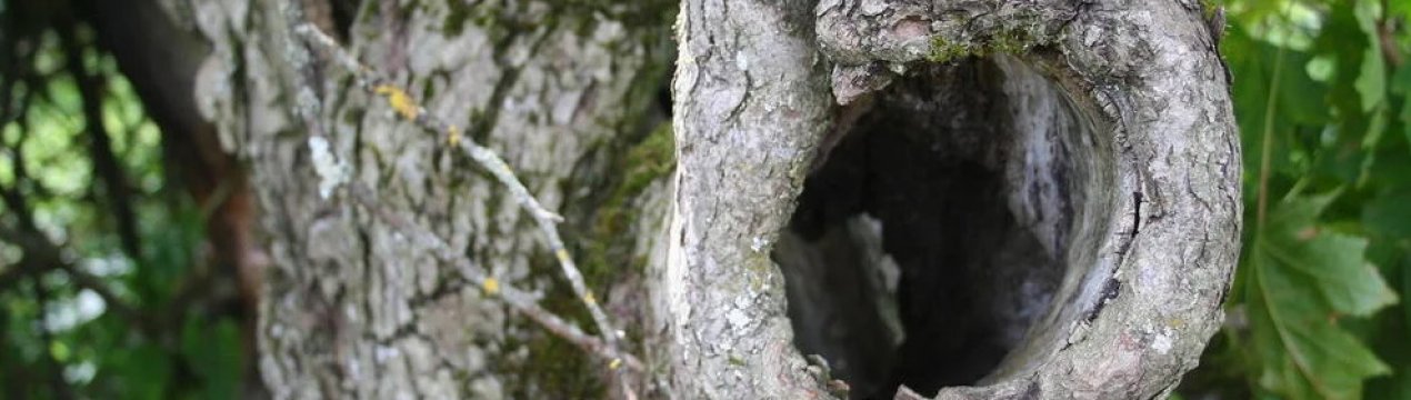 Дупла на плодових деревах: більше користі чи шкоди для майбутнього урожаю