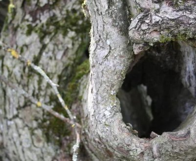 Дупла на плодових деревах: більше користі чи шкоди для майбутнього урожаю