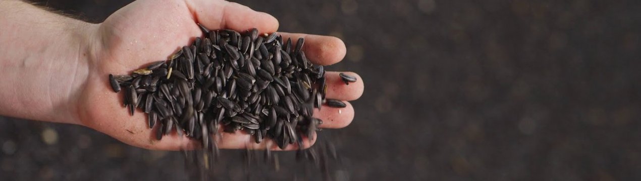 Експорт українського соняшнику за кордон у січні збільшився у 2,4 рази