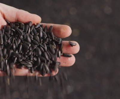 Експорт українського соняшнику за кордон у січні збільшився у 2,4 рази