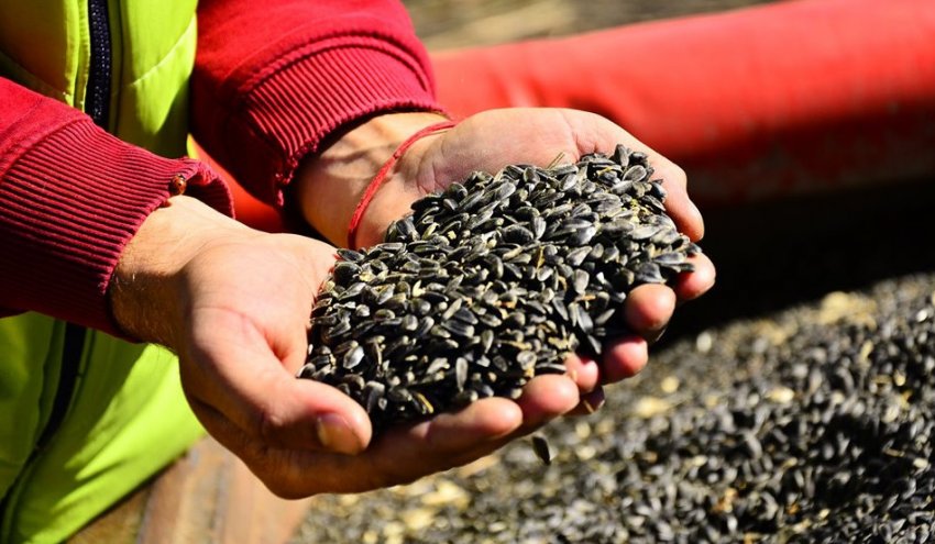 Експорт соняшнику