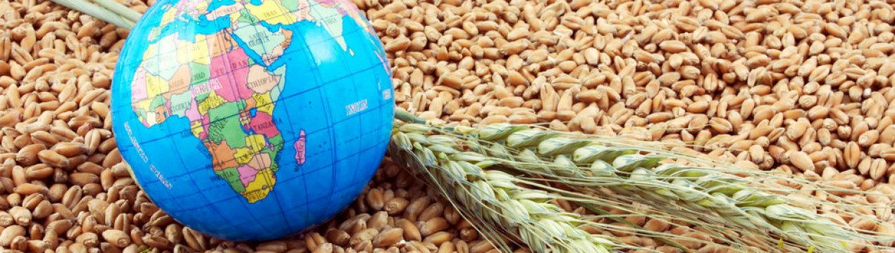 В поточному сезоні експорт зерна з України перевищив 30 млн. тонн