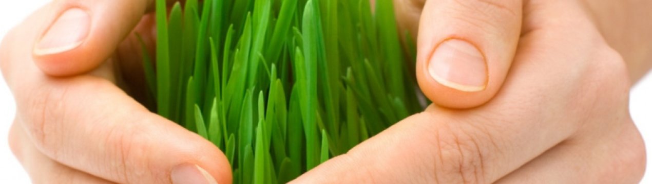 В найближчий час в Україні запрацює нова система агрострахування