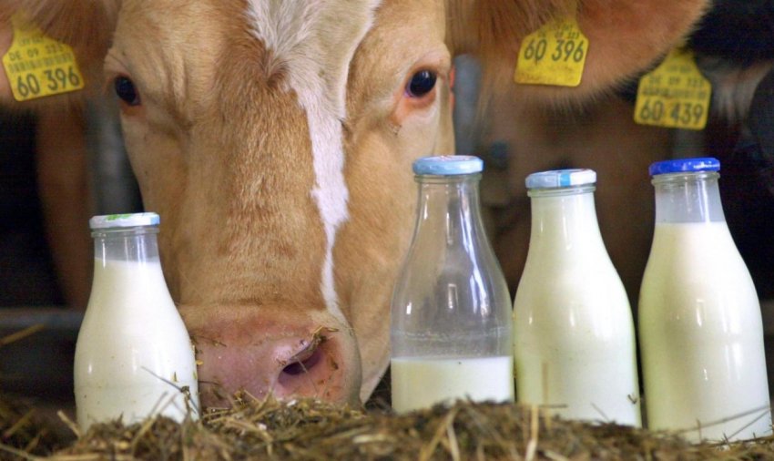 Експорт молока Експорт молока