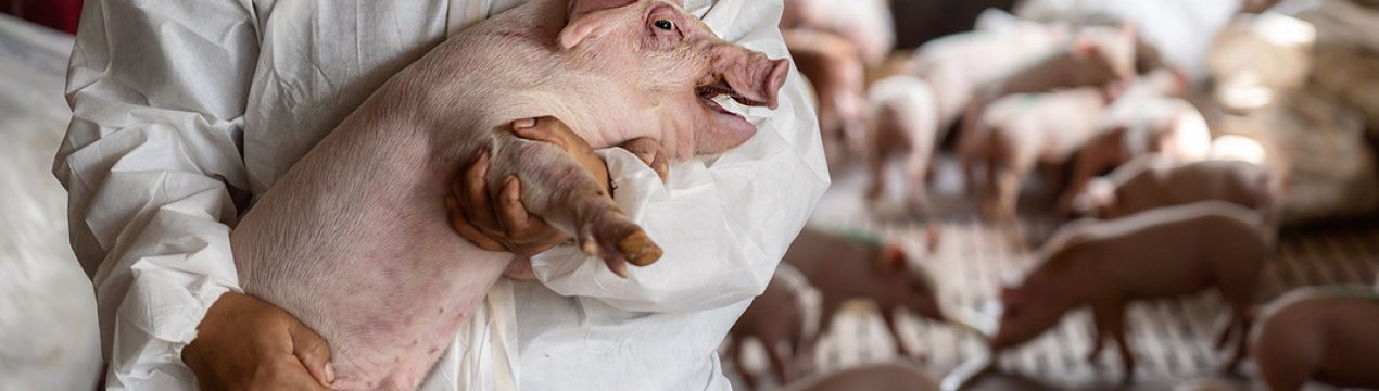 Компанія Huawei почне вирощувати свиней