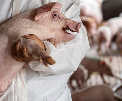 Компанія Huawei почне вирощувати свиней