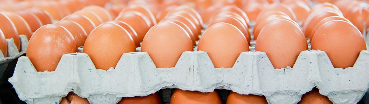 Україна відкрила новий ринок збуту для експорту яєць за кордон