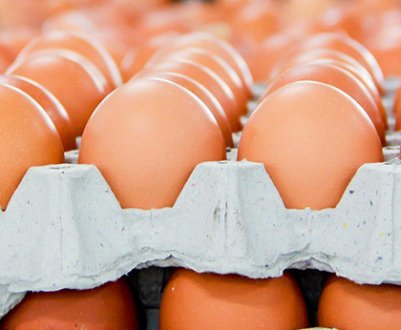 Україна відкрила новий ринок збуту для експорту яєць за кордон
