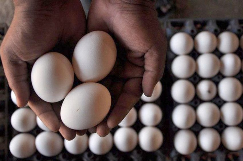 Експорт яєць за кордон Експорт яєць за кордон