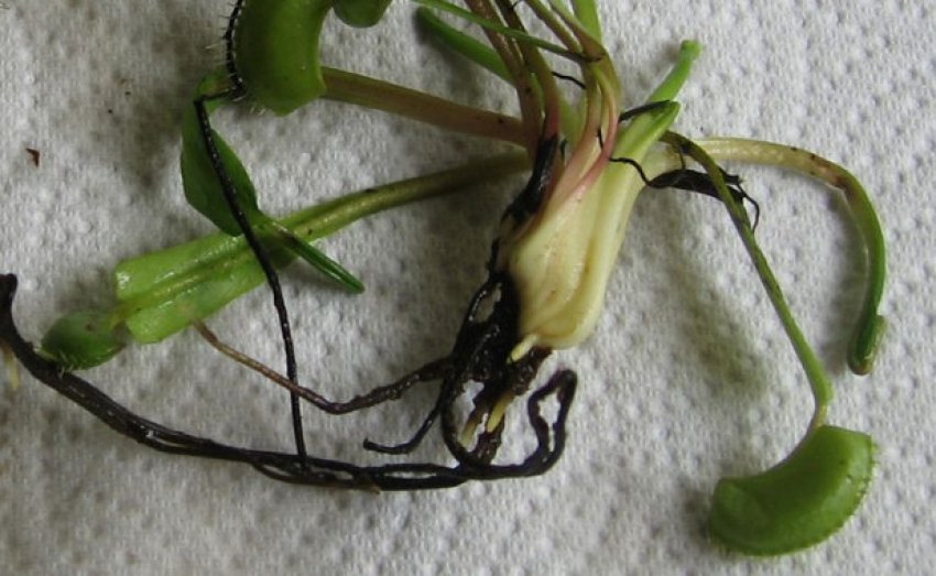 Розмноження