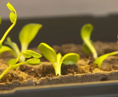 Чим збагатити ґрунт для розсади?