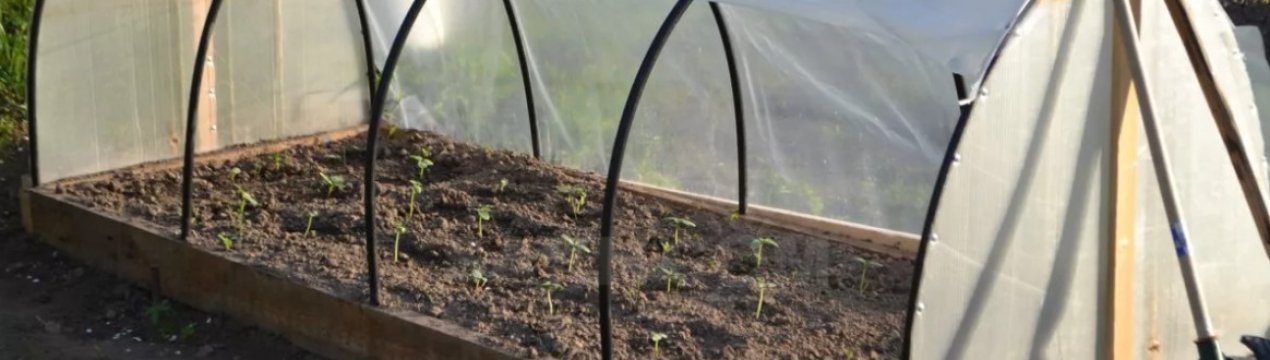 Як облаштувати у дворі парник для розсади