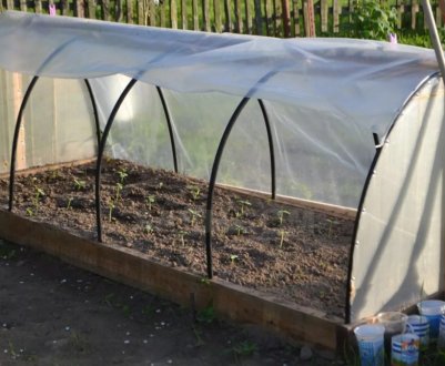 Як облаштувати у дворі парник для розсади