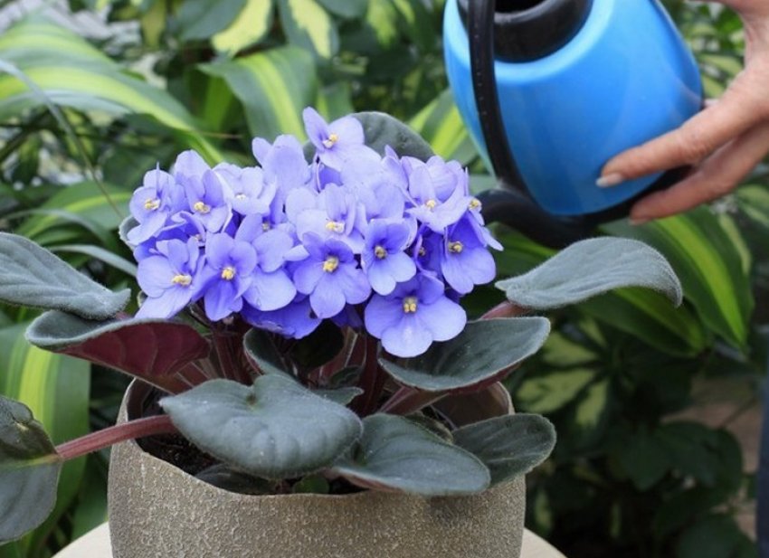 Полив зверху Полив зверху