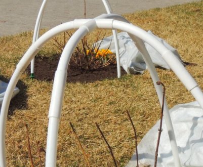 Коли час розпакувати дерева і кущі?