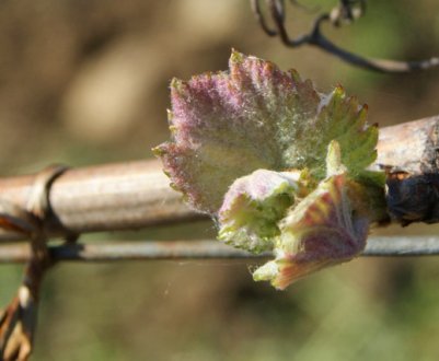 Забули накрити виноград на зиму: чи можна виправити наслідки?