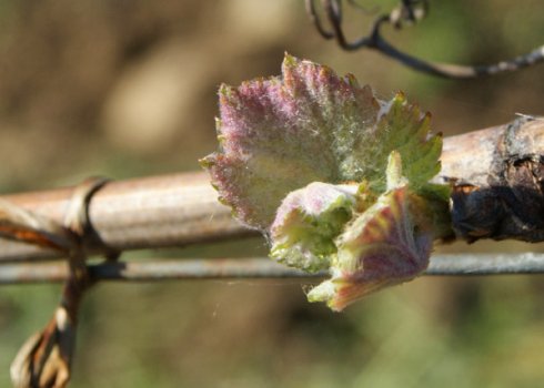 Забули накрити виноград на зиму: чи можна виправити наслідки?