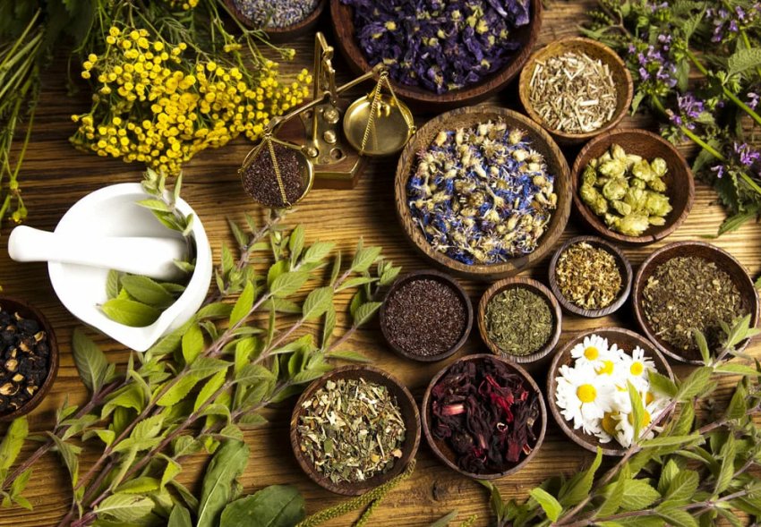 Лікарські рослини Лікарські рослини