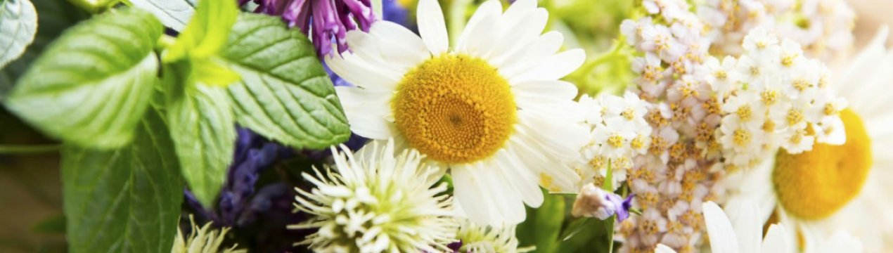 У Сумській області почнуть вирощувати лікарські рослини