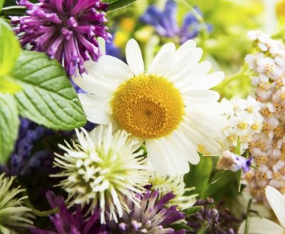 У Сумській області почнуть вирощувати лікарські рослини