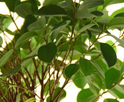 Чому фікус скидає листя і як лікувати рослина