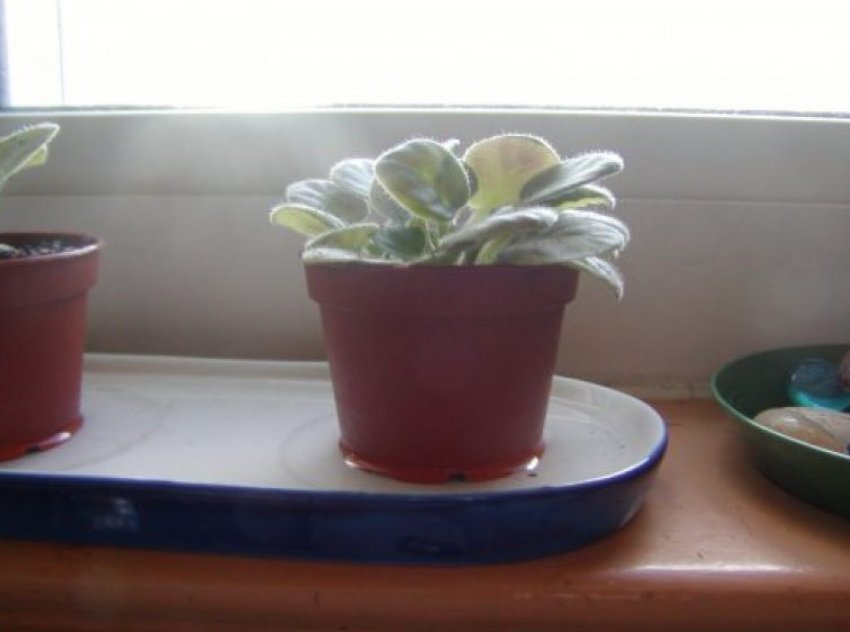 Полив Полив