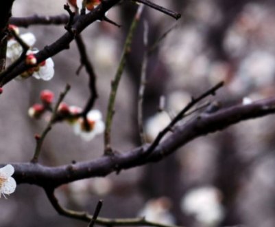 Як допомогти деревам відновитися після морозів: 3 головних правила