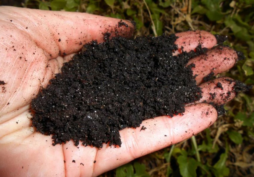 Ґрунт на дільниці