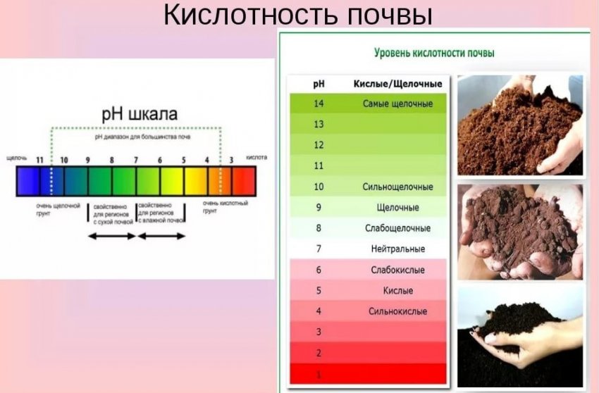Рівень кислотності ґрунту