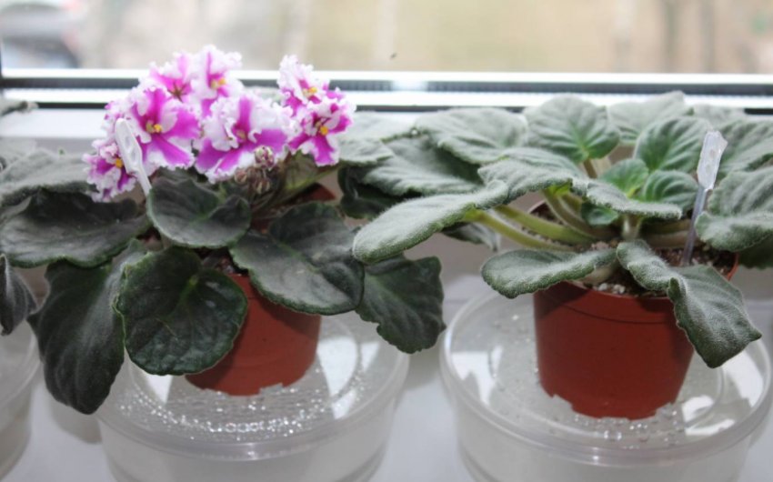 Полив через піддон Полив через піддон