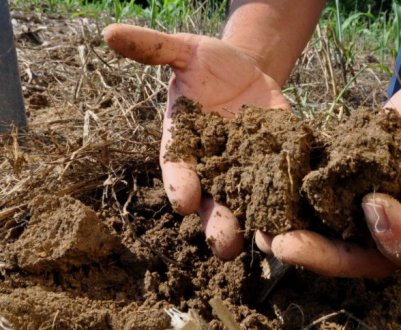 Як визначити тип ґрунту на ділянці і як це впливає?