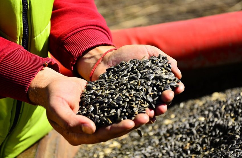 Експорт соняшника