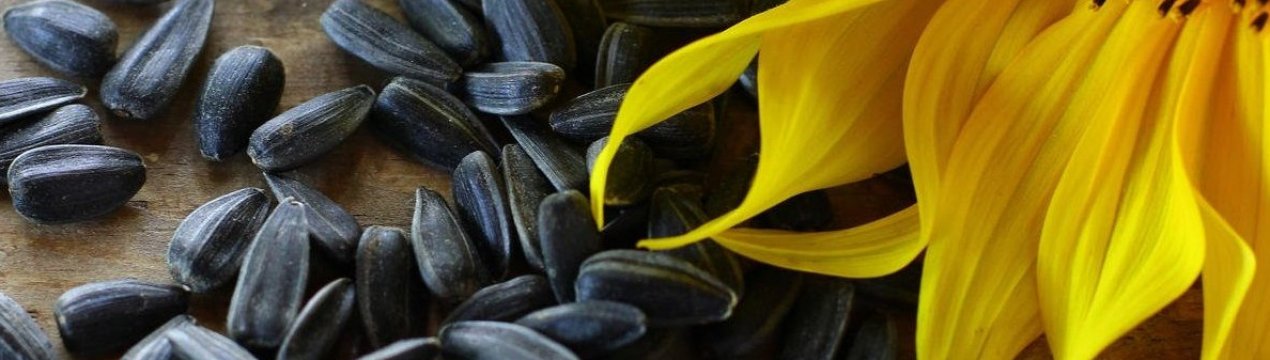 З початком 2021 року експорт українського соняшника збільшився в 3,6 раза