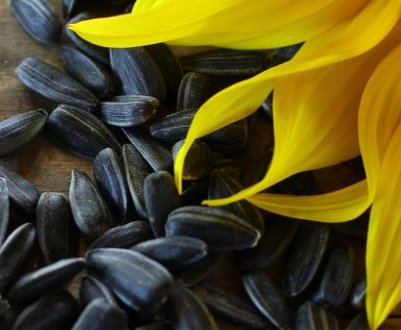 З початком 2021 року експорт українського соняшника збільшився в 3,6 раза