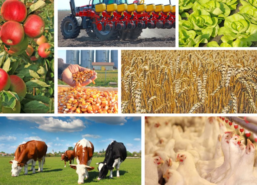 Експорт сільськогосподарської продукції