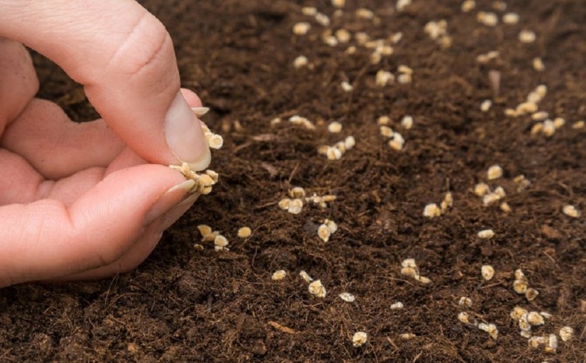 Посадка насіння Посадка насіння