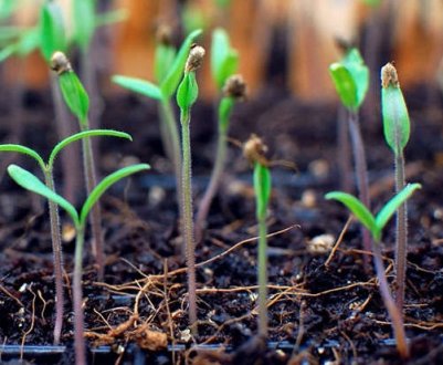 Як розрахувати кількість необхідних насіння для різних розсади?