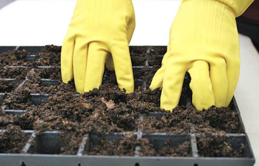 Ґрунт для розсади Ґрунт для розсади