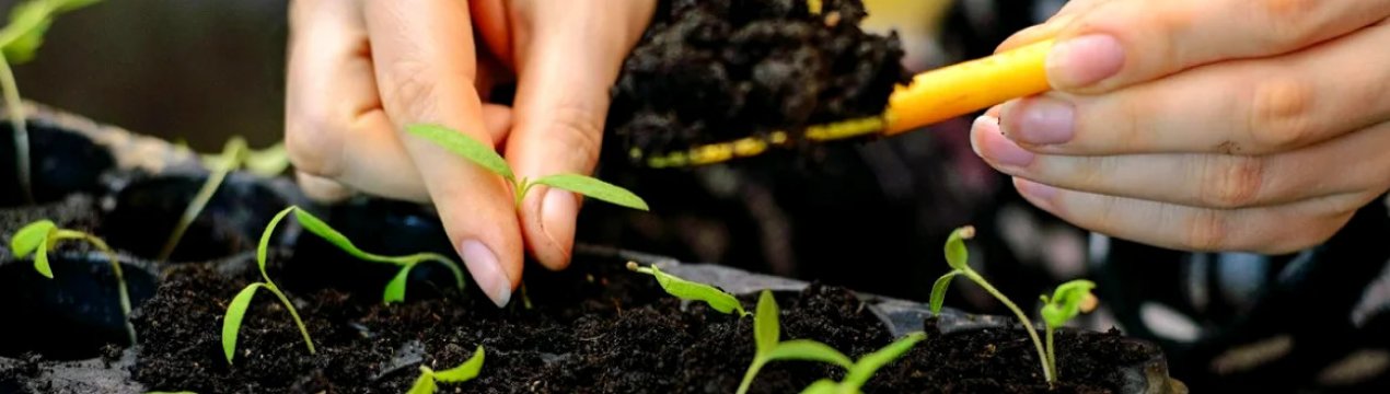 Як вибрати склад ґрунту для розсади?
