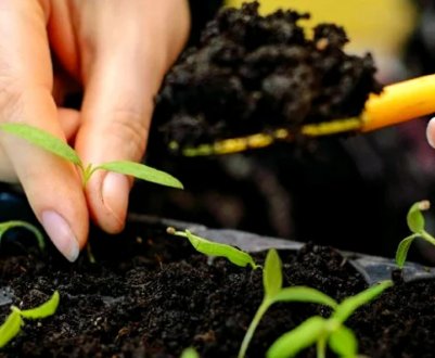 Як вибрати склад ґрунту для розсади?