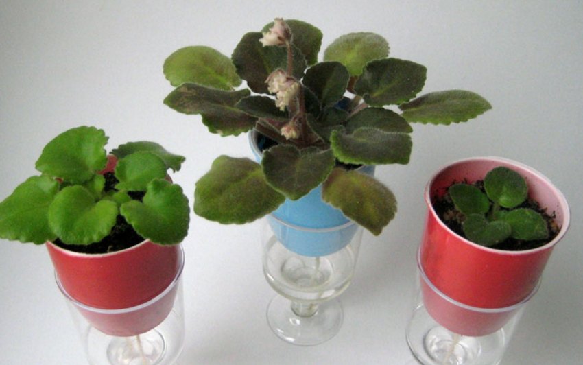 Фіалки на фитильном поливі Фіалки на фитильном поливі