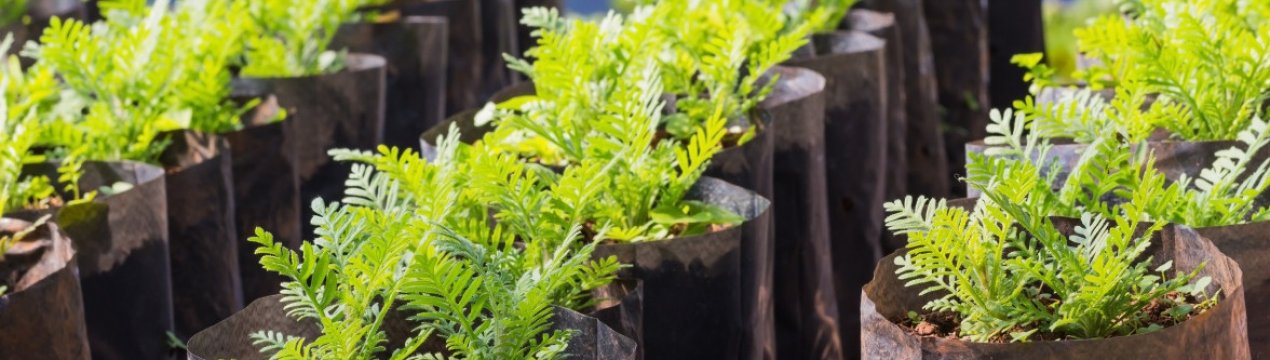 Вибираємо варіанти тари для розсади: які бувають варіанти