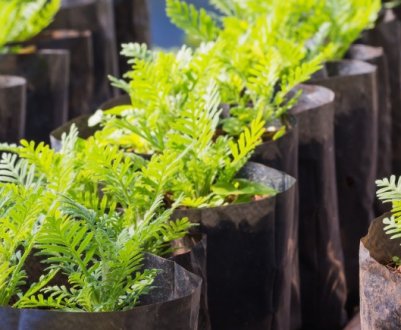 Вибираємо варіанти тари для розсади: які бувають варіанти