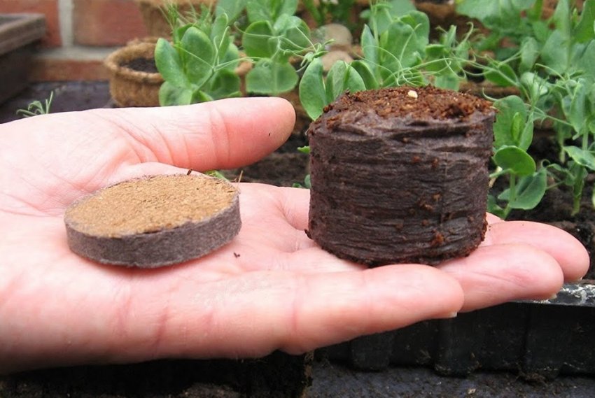 Торфяные таблетки Торфяные таблетки