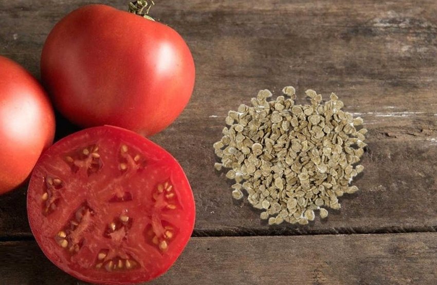 Семена томатів KWS Семена томатів KWS