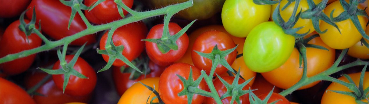 KWS буде виробляти томати