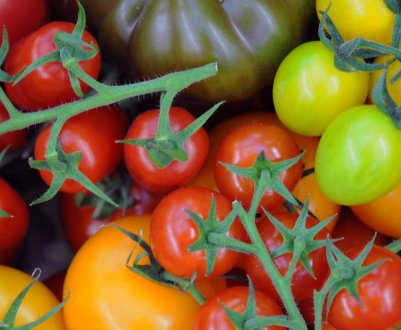 KWS буде виробляти томати